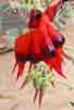 [Sturt Desert Pea (state flower of SA)]