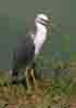 [White-necked Heron (Darwin Crocodile Farm)]
