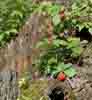 [Berries]