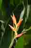 [Bird of Paradise flower]