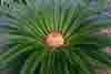[Cycad]