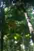 [Fan Palms - Daintree]