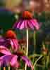 [Flower]