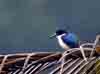 [Forest kingfisher]