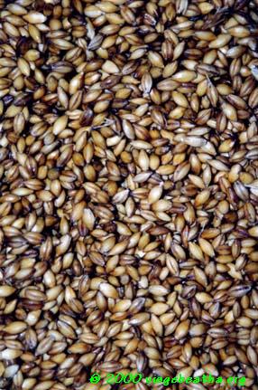 [Freshly laid out germinating barley]
