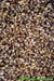 [Freshly laid out germinating barley]