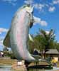 [Lucy and Giant Rainbow Trout in Adaminaby]