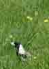[Magpie (Adelaide Parklands)]
