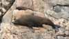 [New Zealand Fur Seal]