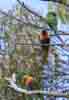 [Rainbow Lorikeets (Adelaide Parklands)]