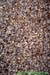 [Two day old germinating barley]