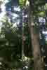 [Vines and trees (Daintree)]