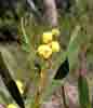 [Wattle Blossom]
