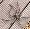 [Wolf Spider]